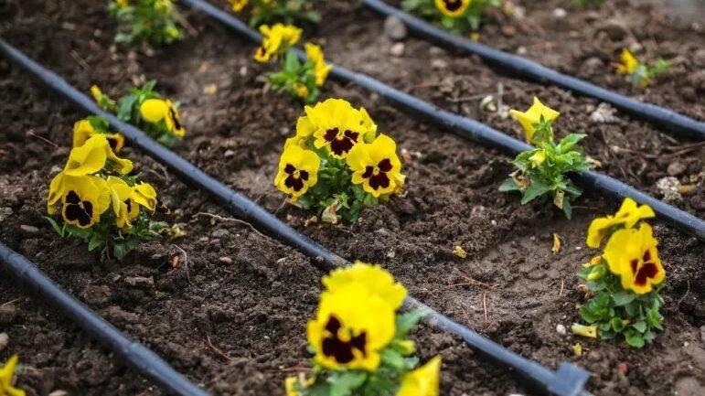 soaplast-riego-goteo-jardines|DDS-soaplast-riego-goteo-jardines|TM-soaplast-riego-goteo-jardines|Soaplast Riego jardín controladores monozona